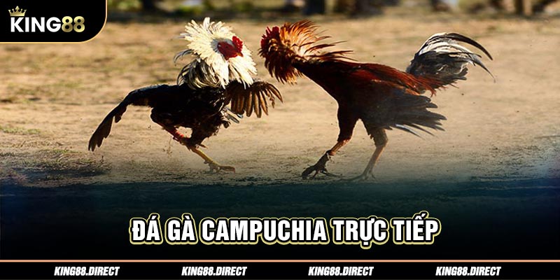 Đá gà Campuchia trực tiếp