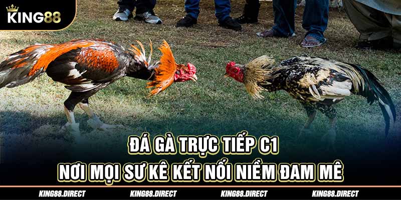 Đá Gà Trực Tiếp C1 - Nơi Mọi Sư Kê Kết Nối Niềm Đam Mê