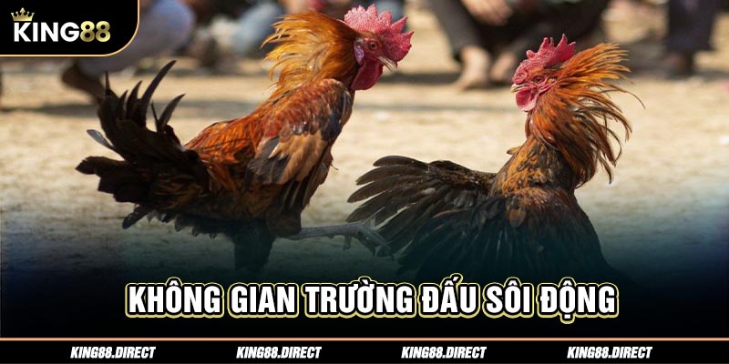 Không gian trường đấu sôi động